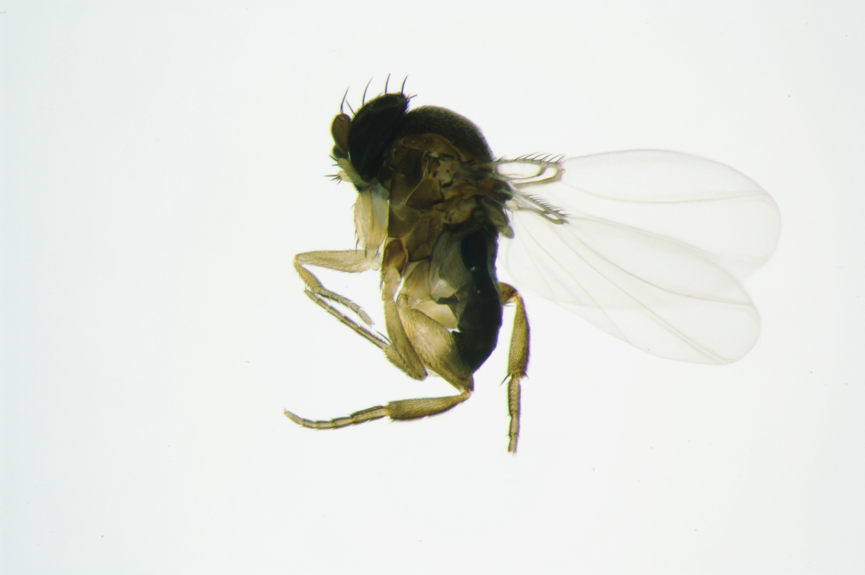 Antdecapitatingfly_Pseudacteon_wings_15245