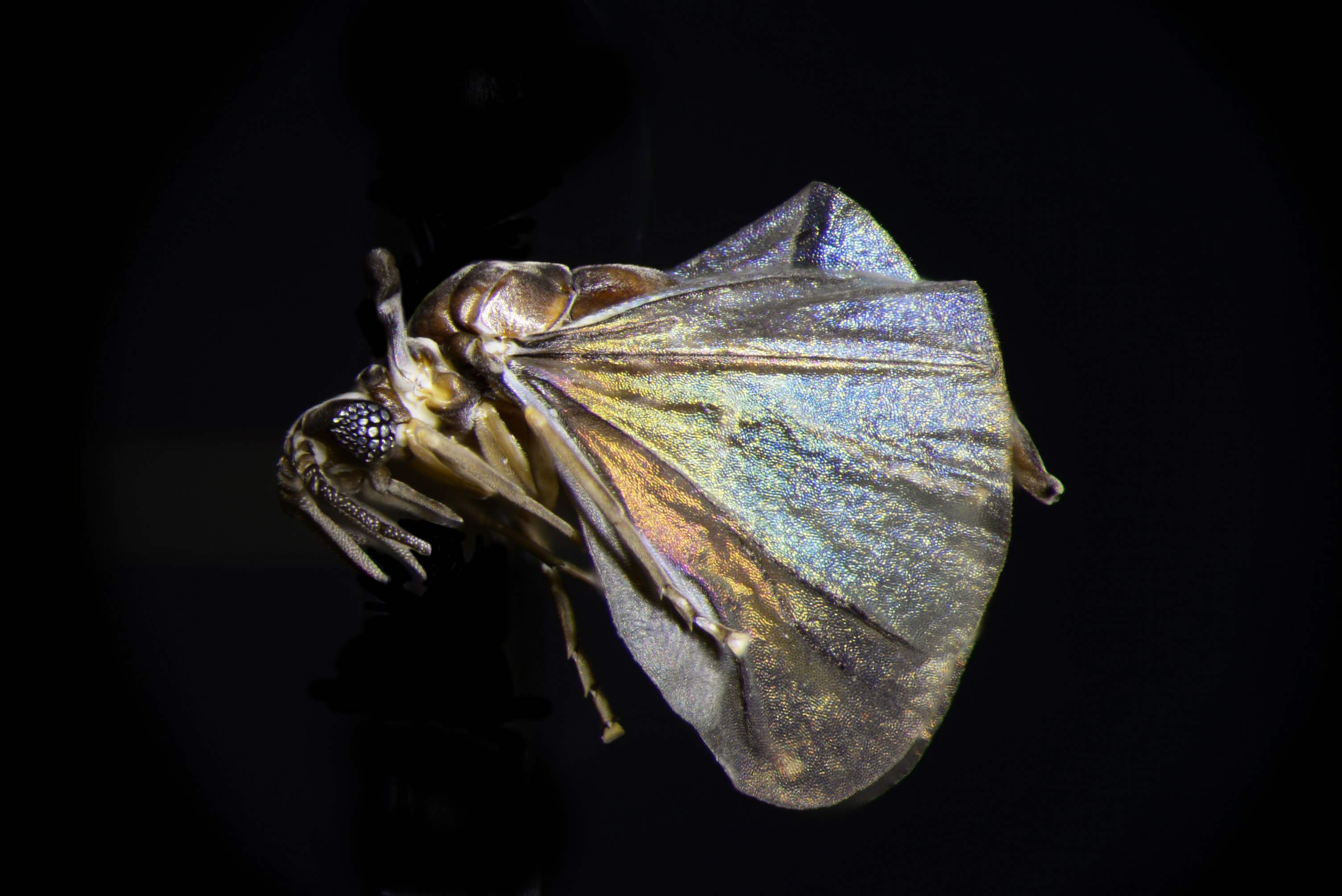 TwistedWingParasite_Strepsitera-15318_black_new_edit