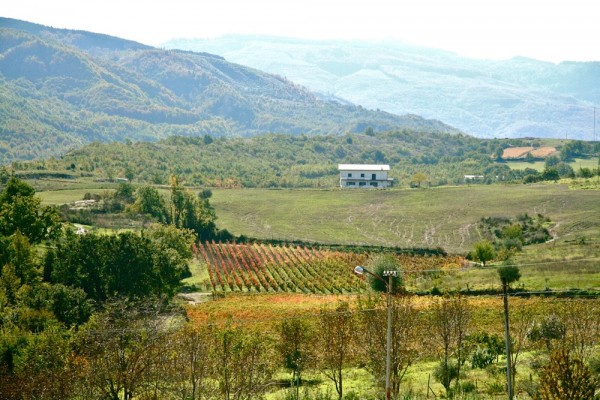 DePalma - carolei countryside