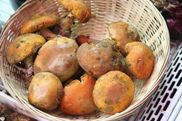 WIMTBA DePalma - Ovali mushrooms