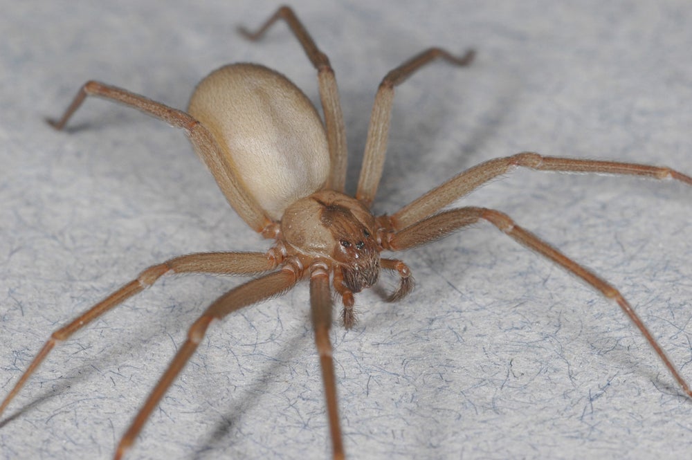 Do Brown Recluse Spiders Reign by Terror?