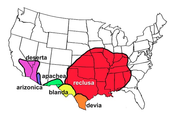 Vetter on spiders interior map