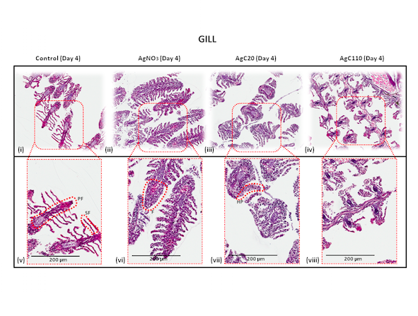 Magnified images of zebrafish gills, after the fish have been exposed different sizes of silver nanoparticles and silver nitrate. Compared to the normal gills in images i and v, the others show significant damage from swelling and fusion.