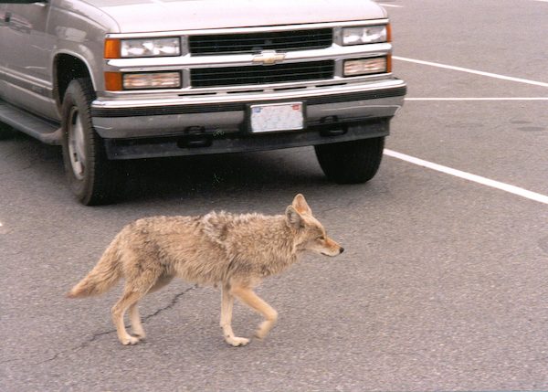 Coyotes have demonstrated amazing resiliency and adaptability in the presence of humans.