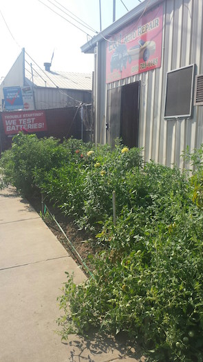Salsa garden in front of an auto body shop. 