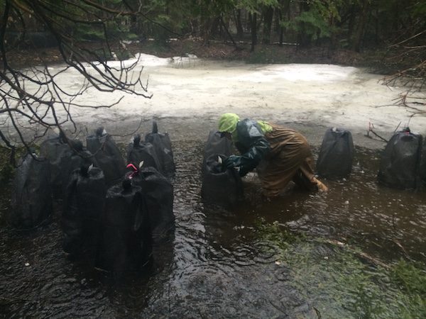 Hoffmann, in waders and giant gloves, checks some salamander breeding cages in a small vernal pool still partly covered with ice. It was raining. Big Night is more fun for amphibians than it is for people. Courtesy of Kristine Hoffmann.