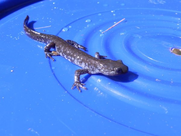 A male blue spotted salamander. His sperm is used by the unisexual salamanders to stimulate the development of their eggs. Courtesy of Kristine Hoffmann.
