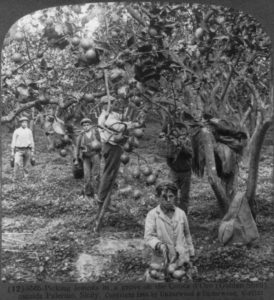 How Sicilian Merchants in New Orleans Reinvented America’s Diet | Zocalo Public Square • Arizona State University • Smithsonian