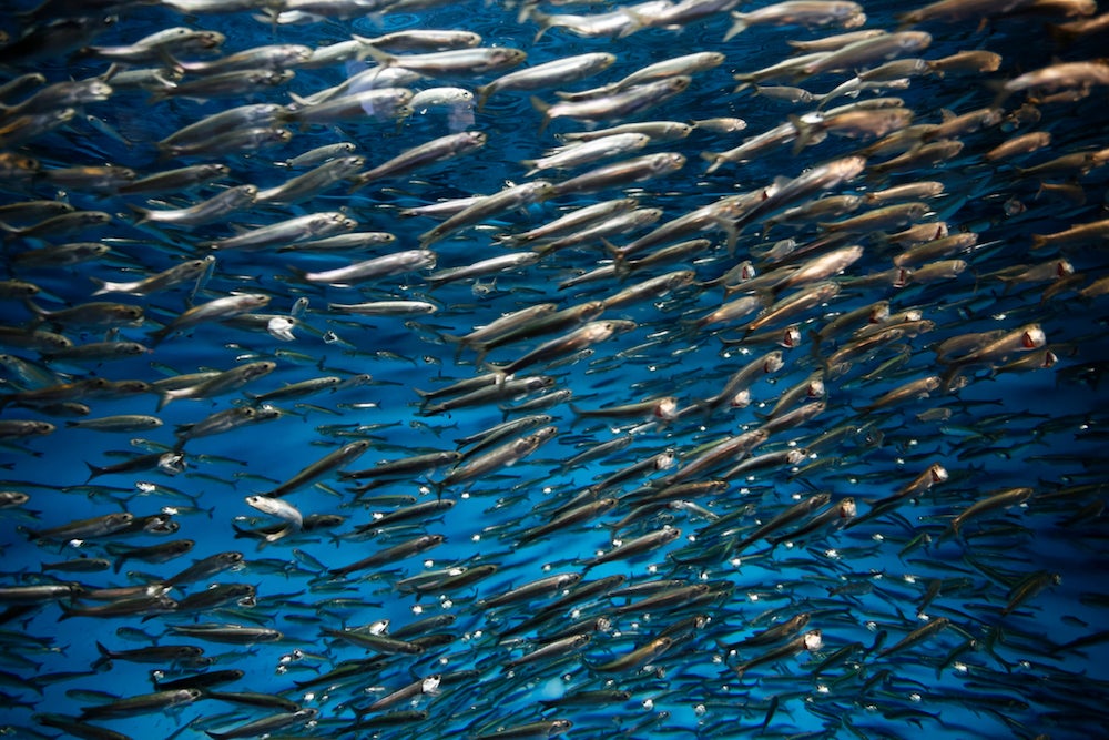 All Hail the Pacific Sardine, an Indomitable but Endangered Fish | Zocalo Public Square • Arizona State University • Smithsonian