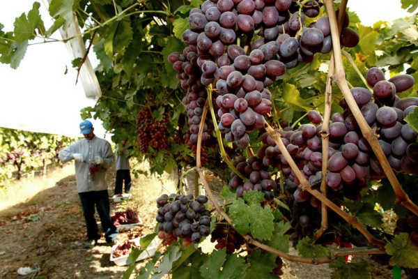 America’s Most Productive Agricultural Region Is Also One of Its Most Diverse | Zocalo Public Square • Arizona State University • Smithsonian