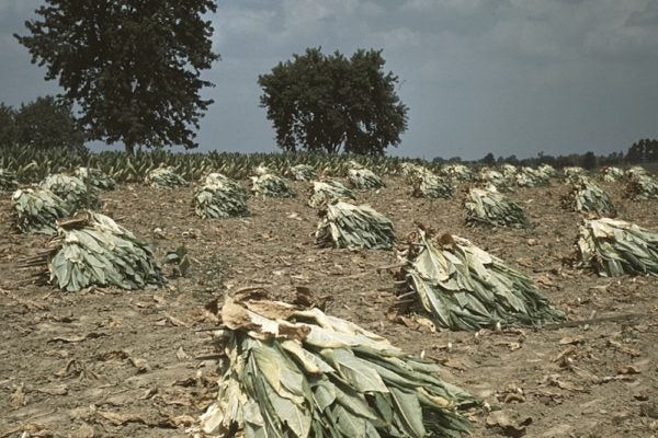 How Jamestown Abandoned a Utopian Vision and Embraced Slavery | Zocalo Public Square • Arizona State University • Smithsonian