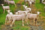 The Joys of Shearing Ornery, 250-Pound Sheep | Zocalo Public Square • Arizona State University • Smithsonian