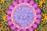 An Intimate Portrait of a Coronavirus | Zocalo Public Square • Arizona State University • Smithsonian