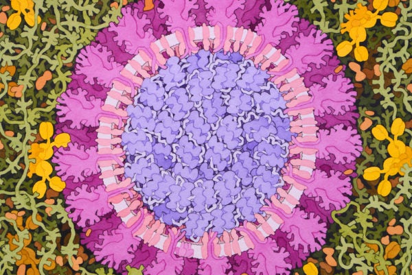 An Intimate Portrait of a Coronavirus | Zocalo Public Square • Arizona State University • Smithsonian