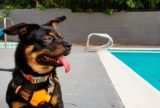 In Bad Times, Every Dog Is a ‘Very Good Dog’ | Zocalo Public Square • Arizona State University • Smithsonian
