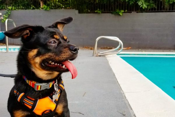 In Bad Times, Every Dog Is a ‘Very Good Dog’ | Zocalo Public Square • Arizona State University • Smithsonian