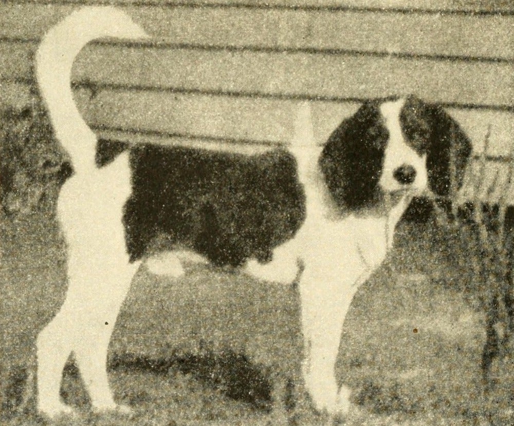 The Dog’s Insomnia | Zocalo Public Square • Arizona State University • Smithsonian