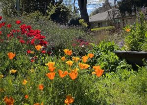 A Letter From Sacramento, Where Fear Grows as Flowers Bloom | Zocalo Public Square • Arizona State University • Smithsonian