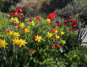 A Letter From Sacramento, Where Fear Grows as Flowers Bloom | Zocalo Public Square • Arizona State University • Smithsonian