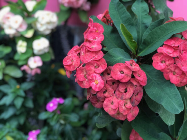 Health Researcher Chia Thao | Zocalo Public Square • Arizona State University • Smithsonian