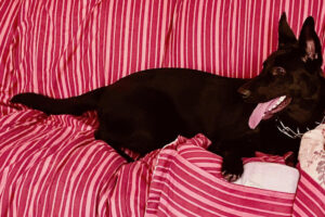 United States Poet Laureate Emeritus Juan Felipe Herrera | Zocalo Public Square • Arizona State University • Smithsonian