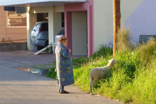 A Letter From Greece, Where a Photo of a Sheep Is Going Viral | Zocalo Public Square • Arizona State University • Smithsonian