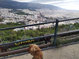 A Letter From Greece, Where a Photo of a Sheep Is Going Viral | Zocalo Public Square • Arizona State University • Smithsonian