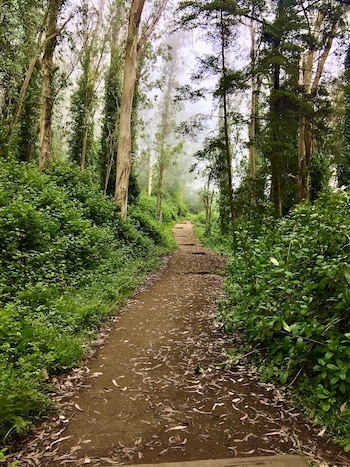 Where I Go<span class="colon">:</span> Atop San Francisco’s ‘Redwood Empire’ | Zocalo Public Square • Arizona State University • Smithsonian
