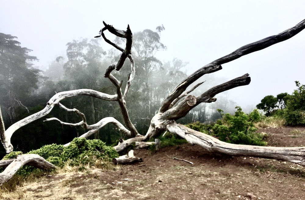 Where I Go<span class="colon">:</span> Atop San Francisco’s ‘Redwood Empire’ | Zocalo Public Square • Arizona State University • Smithsonian