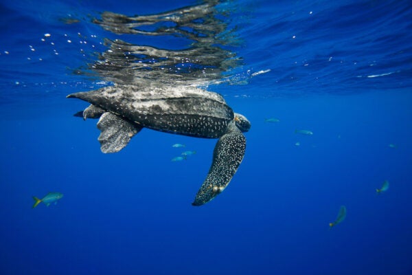 How Pirates, Criminals, and COVID-19 Benefit Shy Sea Turtles | Zocalo Public Square • Arizona State University • Smithsonian