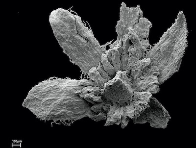 Understanding the History of Fire Can Help Us Fight Today’s Biggest Blazes | Zocalo Public Square • Arizona State University • Smithsonian