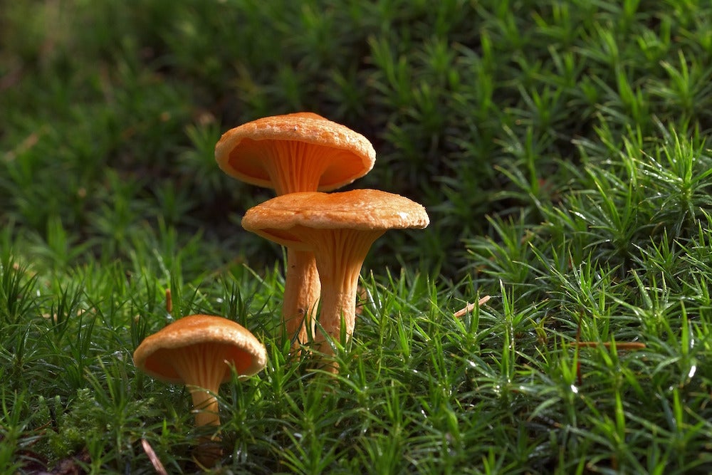 Where I Go: Foraging for Wild Mushrooms | Zocalo Public Square • Arizona State University • Smithsonian