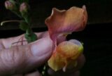 How These Arrangements Go | Zocalo Public Square • Arizona State University • Smithsonian