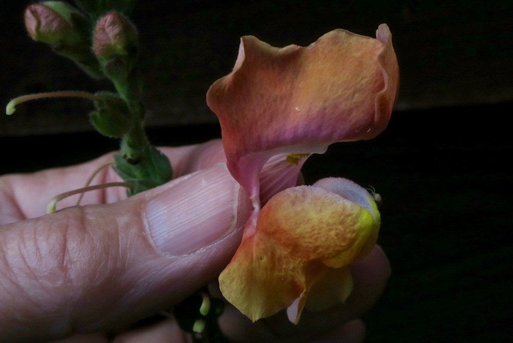 How These Arrangements Go | Zocalo Public Square • Arizona State University • Smithsonian