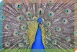 Where I Go: L.A.’s Arboretum, Where the Peafowl Hunt You in Packs | Zocalo Public Square • Arizona State University • Smithsonian