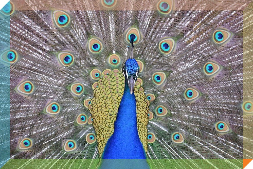 Where I Go: L.A.’s Arboretum, Where the Peafowl Hunt You in Packs | Zocalo Public Square • Arizona State University • Smithsonian