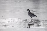 Displaced Bird | Zocalo Public Square • Arizona State University • Smithsonian