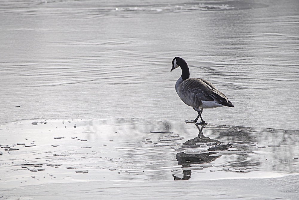 Displaced Bird | Zocalo Public Square • Arizona State University • Smithsonian