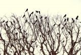 a tree of crows can never sing a festive carol | Zocalo Public Square • Arizona State University • Smithsonian