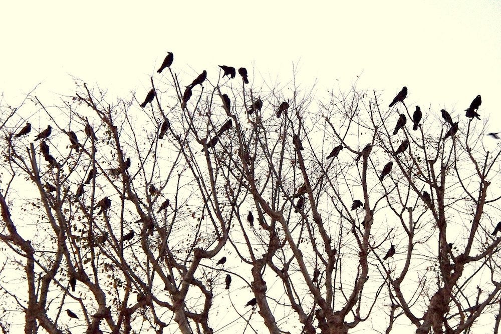 a tree of crows can never sing a festive carol | Zocalo Public Square • Arizona State University • Smithsonian