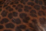Ode to My Leopard Print Coat | Zocalo Public Square • Arizona State University • Smithsonian
