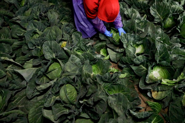Lettuce Lands Are Unlikely Vaccination Leaders | Zocalo Public Square • Arizona State University • Smithsonian