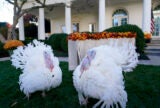 What Crime Does the Thanksgiving Turkey Answer For? | Zocalo Public Square • Arizona State University • Smithsonian