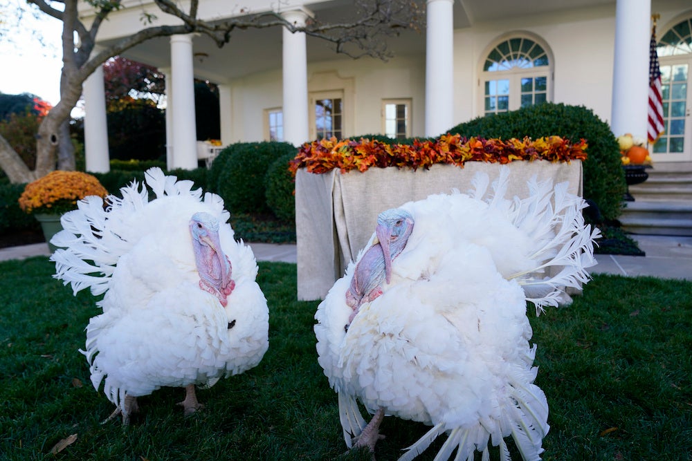 What Crime Does the Thanksgiving Turkey Answer For? | Zocalo Public Square • Arizona State University • Smithsonian