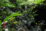 greenery overlapping in the poet’s back garden in Jakarta