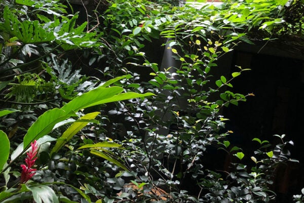 greenery overlapping in the poet’s back garden in Jakarta