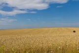 Bread and Conflict in Ukraine | Zocalo Public Square • Arizona State University • Smithsonian