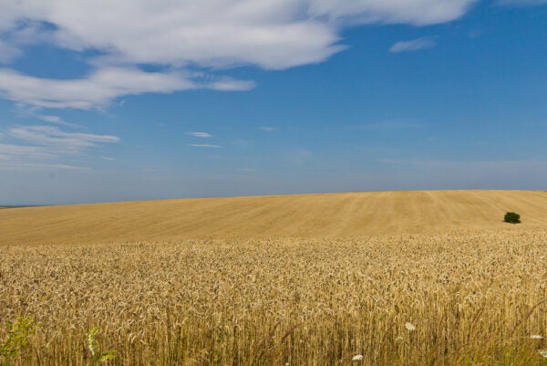 Bread and Conflict in Ukraine | Zocalo Public Square • Arizona State University • Smithsonian