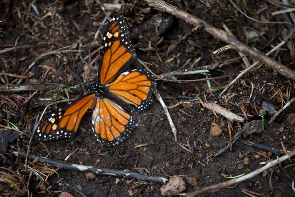 Why Migrant Butterflies Are Dying | Zocalo Public Square • Arizona State University • Smithsonian