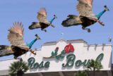 Hey California, the Peafowl Isn’t Your Scape-Bird | Zocalo Public Square • Arizona State University • Smithsonian